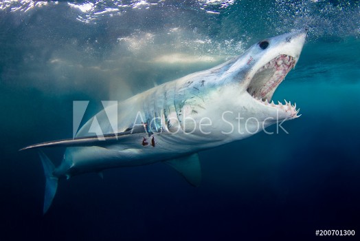Picture of A Short Fin Mako Shark showing its pearly whites